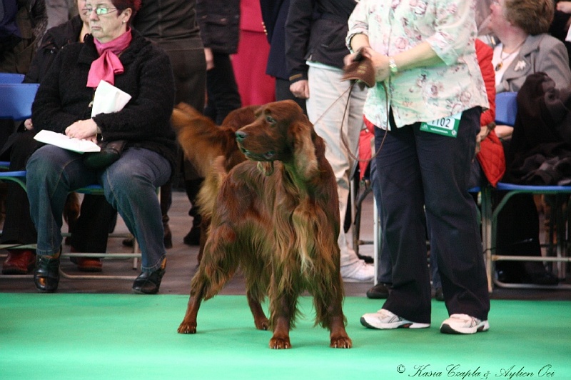 Crufts2011 578.jpg